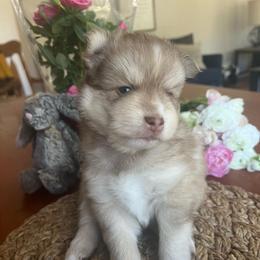 Kenai - Red and white male Pomsky puppy in Rathdrum, Idaho from Smart Pomskies and Frenchies