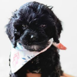 Velvet of Reedy River Doodles - Black female Cavapoo puppy in Greenville, South Carolina from Reedy River Doodles