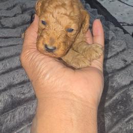 Dash - Red  male Poodle puppy in Goodyear, Arizona from Moving and Grooving Pups