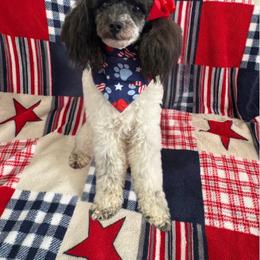 Daisy - Poodle