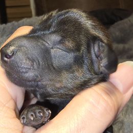 Girl 4 - Sable female Dachshund puppy in Barre, Massachusetts from Central Mass Dachshunds