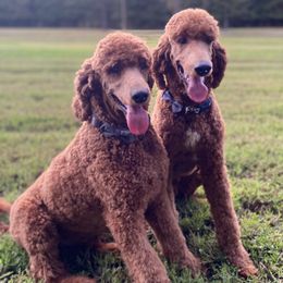 Cavapoo, Goldendoodle, and Poodle All Grown Up from Pearls & Curls doodles & poodles
