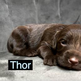 Thor - Chocolate male Goldendoodle puppy in Peoria, Arizona from Cactus Doods