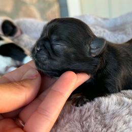 Boy 3 - Black male Shih Tzu puppy in Calimesa, California from Little Mountain’s Shih Tzus