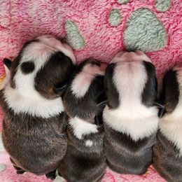 Boston Terrier Puppies from Honor Bound Boston Terriers