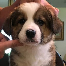 Cardigan Welsh Corgi Puppies from Stornoway Cardigan Welsh Corgis