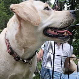 Labrador Retriever Puppies from Gabriel Ben-Yosef