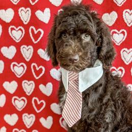 Boy 2 - Brown Poodle puppy in Lake City, Florida from 224 Doodles and Poodles