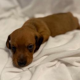 Howard - AKC - Red male Dachshund puppy in Whitehouse, Texas from Daschund Pups