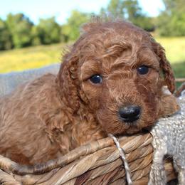 Frances- AKC Female Mini Poodle- Stokesdale, NC - Apricot female Poodle puppy in Stokesdale, North Carolina from His and Hers Poodles and Doodles