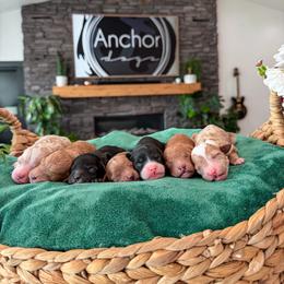 Bernedoodle, Cavapoo, Cavapoochon, Goldendoodle, Poodle, and Yorkipoo Puppies from Anchor Dogs