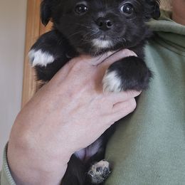 Akira - Black and white female Chihuahua puppy in Xenia, Ohio from Moose Creek Chihuahua's