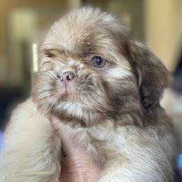 Boy 2 Leo - Chocolate male Shih Tzu puppy in Troy, Michigan from "Shihtzu Best Friend"