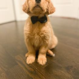 Golden Retriever, Miniature American Shepherd, and Siberian Husky Puppies from HuskiesAndGoldensWithFinesse