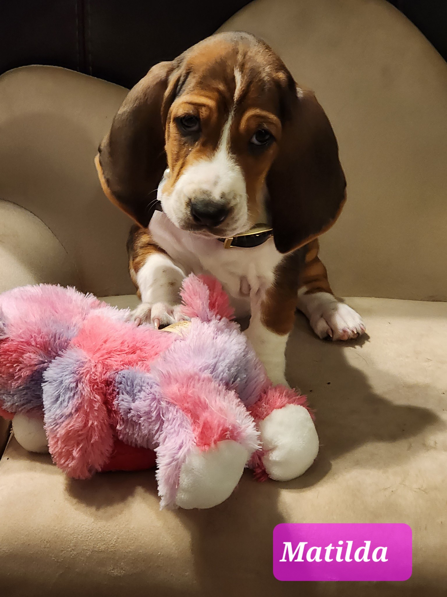 Basset Hound Puppies from Happy Hound Bassets of Whitney