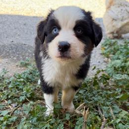 Thor - Black tri male Miniature American Shepherd puppy in Prunedale, California from 4MLA STABLES