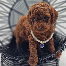 Cosmopolitan - Red  female Poodle puppy in Salem, Missouri from Meadowbrook Poodles