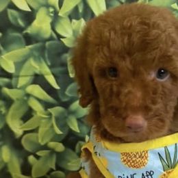 Goldendoodles from Maggies Goldendoodles of Louisiana