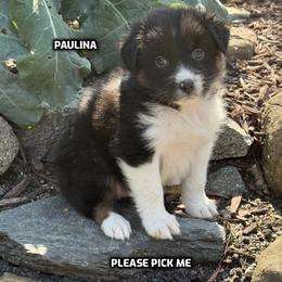 Paulina - Black tri-color female Australian Shepherd puppy in Bethany, Connecticut from Wynter Thyme Manor Australian shepherds