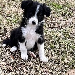 Border Collie Puppies from Patricia Goodwin