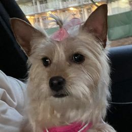 Shihpoos and Yorkshire Terriers from Triceadorablepups