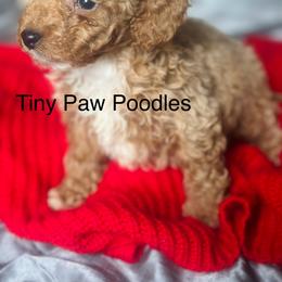 Poodle Puppies from Tiny Toy Poodles