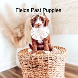 Premium Priority Pick Female 1 - Red  female Goldendoodle puppy in Layton, Utah from Gracious Doodle Dogs