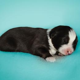 Sunny - Red merle male Australian Shepherd puppy in Silex, Missouri from Small Town Australian Shepherds