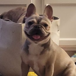 Belle - French Bulldog