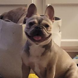 Belle - French Bulldog