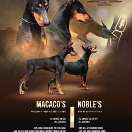 Boy 3 - male Doberman Pinscher puppy in Vale, North Carolina from Von Katzenstein Kennel