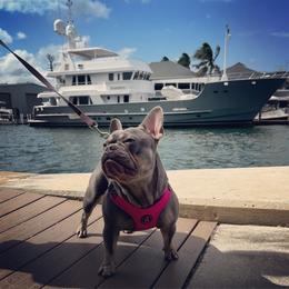 Kodi - French Bulldog