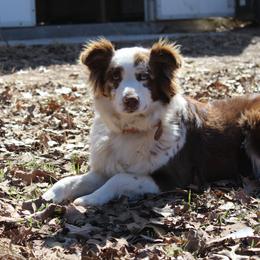 Reese Gypsy Jo - Red merle female Australian Shepherd puppy in Jones, Oklahoma from J&R Aussies/Shih Tzu