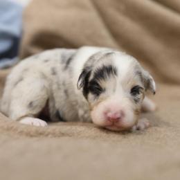 Girl 3 - Blue merle female Australian Shepherd puppy in Bagley, Iowa from Diamond M Aussies