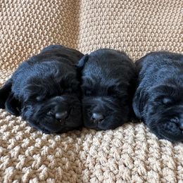 Girl 4 - Black female Labrador Retriever puppy in Beavercreek, Oregon from Grace's Labrador Retrievers