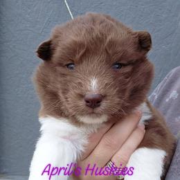 Girl 4 - Red and white female Siberian Husky puppy in Terre Haute, Indiana from April's Huskies