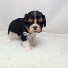 Ringo - Tri-color male Cavalier King Charles Spaniel puppy in Seymour, Missouri from Painted Blessing's AKC Cavaliers LLC
