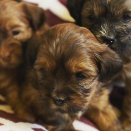 Poodles from The Pierre Company Llc