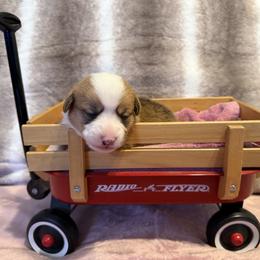 Ophelia - White and red female Pembroke Welsh Corgi puppy in Ohio from Canal Corgis