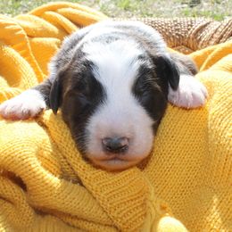 Bear - White and red female Bordoodle puppy in Winnsboro, Texas from Pecan Grove Pups