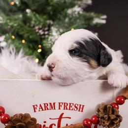 Girl 1 - Black and white female Bernedoodle puppy in Lehi, Utah from Heart J Bernedoodles