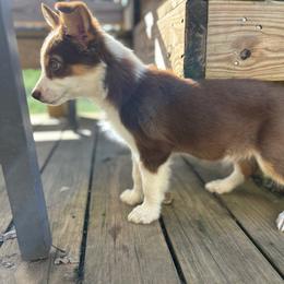 Orzo Girl 2 - Red tri-color female Australian Shepherd puppy in Johnson City, Tennessee from St. Isidore Australian Shepherds