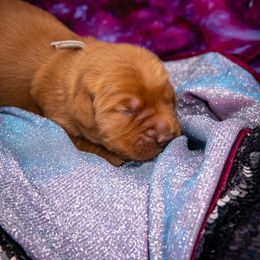 Golden Retriever Puppies from Earley Goldens