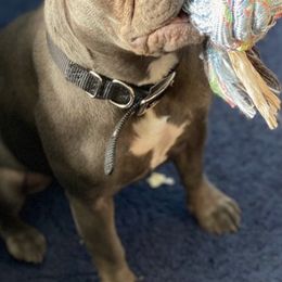 French Bulldogs from C.O.’s Inktown Kennels