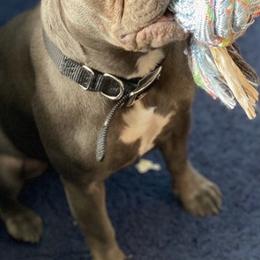 French Bulldogs from C.O.’s Inktown Kennels