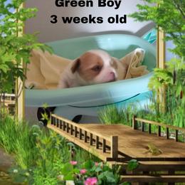 Green parti boy - Parti male Yorkshire Terrier puppy in Inverness, Florida from Luvayorkie&more