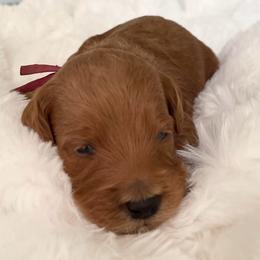 Cece - Red female Labradoodle puppy in San Antonio, Texas from I Love U Back Labradoodles, LLC