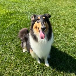 Nova - Black white and tan female Collie puppy in Chilhowie, Virginia from Jolly Collies