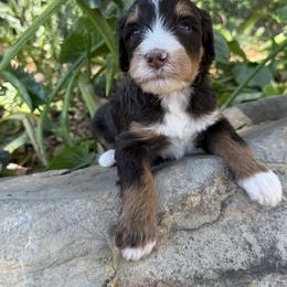 Java - Tri-color female Bernedoodle puppy in Temecula, California from Country Hills Doodles