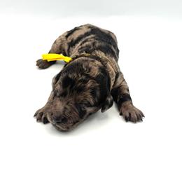 Mai Tai - Merle female Goldendoodle puppy in Mount Pleasant, Tennessee from Doodle My Heart